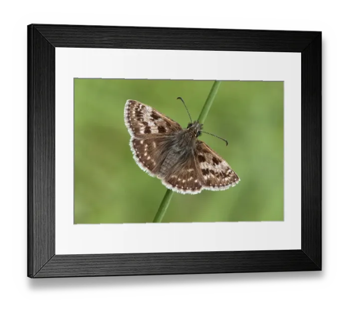 Framed Print : Dingy Skipper (Erynnis tages) adult, resting on grass stem, Warwickshire, England, may Framed Print : Dingy Skipper (Erynnis tages) adult, resting on grass stem, Warwickshire, England, may