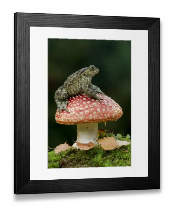 Framed Print : Common Toad (Bufo bufo) adult, sitting on Fly Agaric (Amanita muscaria) fruiting body, Peak District, Derbyshire, England, november Framed Print : Common Toad (Bufo bufo) adult, sitting on Fly Agaric (Amanita muscaria) fruiting body, Peak District, Derbyshire, England, november