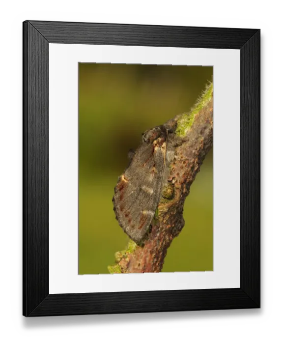 Framed Print : Iron Prominent Moth (Notodonta dromedarius) adult, resting on twig, Oxfordshire, England, may Framed Print : Iron Prominent Moth (Notodonta dromedarius) adult, resting on twig, Oxfordshire, England, may