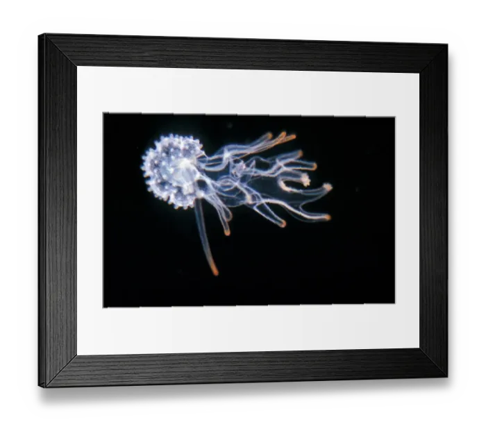 Framed Print : Common Starfish (Asterias rubens) Brachiolaria larva from left side / x 8 / late larval Framed Print : Common Starfish (Asterias rubens) Brachiolaria larva from left side / x 8 / late larval