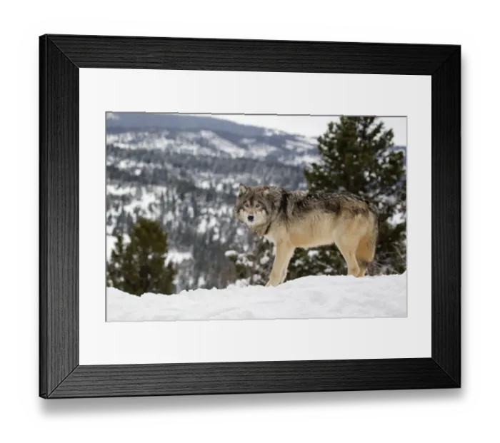 Framed Print : Grey Wolf (Canis lupus) adult, standing in snow, Montana, U. S. A, january (captive) Framed Print : Grey Wolf (Canis lupus) adult, standing in snow, Montana, U. S. A, january (captive)
