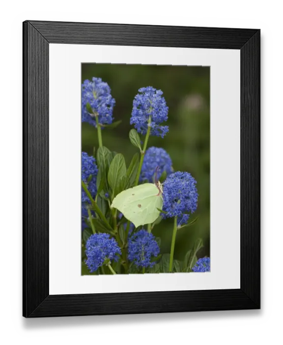 Framed Print : Brimstone Butterfly (Gonepteryx rhamni) adult, feeding on California Lilac (Ceanothus arboreus) flowers in garden, England, june Framed Print : Brimstone Butterfly (Gonepteryx rhamni) adult, feeding on California Lilac (Ceanothus arboreus) flowers in garden, England, june