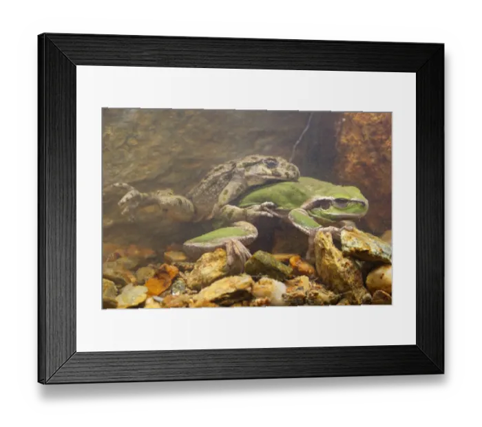 Framed Print : Common Parsley Frog (Pelodytes punctatus) and Stripeless Treefrog (Hyla meridionalis) two adult males, in amplexus underwater, Italy, march