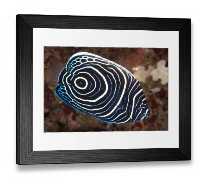 Framed Print : Emperor Angelfish (Pomacanthus imperator) juvenile, swimming in reef, Ambon Island, Maluku Islands, Banda Sea, Indonesia Framed Print : Emperor Angelfish (Pomacanthus imperator) juvenile, swimming in reef, Ambon Island, Maluku Islands, Banda Sea, Indonesia