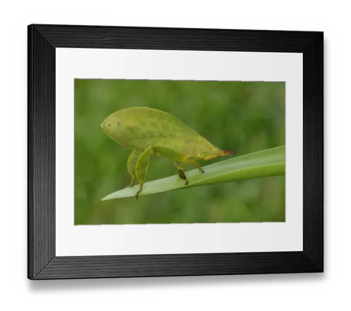 Framed Print : Leaf Katydid (Typophyllum sp. ) adult, resting on leaf, Iwokrama Rainforest, Guyana Framed Print : Leaf Katydid (Typophyllum sp. ) adult, resting on leaf, Iwokrama Rainforest, Guyana