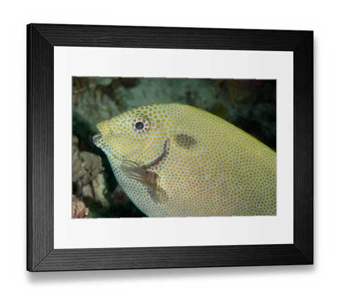 Framed Print : Gold-spotted Rabbitfish (Siganus punctatus) adult, close-up of head, Sipadan Island, Sabah, Borneo, Malaysia Framed Print : Gold-spotted Rabbitfish (Siganus punctatus) adult, close-up of head, Sipadan Island, Sabah, Borneo, Malaysia
