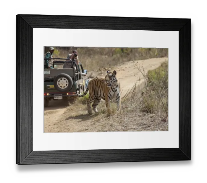 Framed Print : Indian Tiger (Panthera tigris) adult, walking beside track near off-road vehicle with photographer, Kanha N. P. Madhya Pradesh, India Framed Print : Indian Tiger (Panthera tigris) adult, walking beside track near off-road vehicle with photographer, Kanha N. P. Madhya Pradesh, India