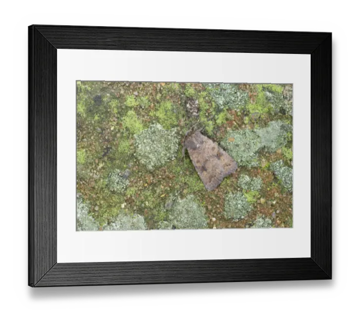 Framed Print : Mottled Rustic (Caradrina morpheus) adult, Essex, England Framed Print : Mottled Rustic (Caradrina morpheus) adult, Essex, England