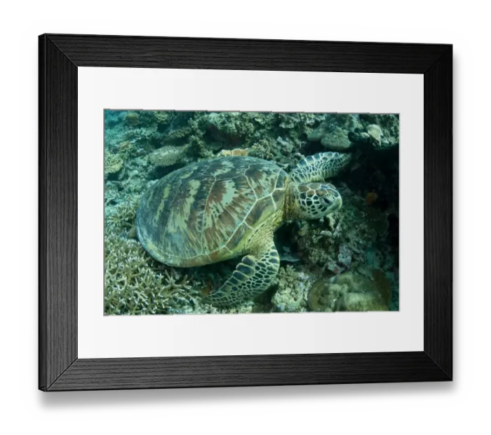 Framed Print : Green Turtle (Chelonia mydas) adult, resting on reef coral, Sipadan Island, Sabah, Borneo, Malaysia Framed Print : Green Turtle (Chelonia mydas) adult, resting on reef coral, Sipadan Island, Sabah, Borneo, Malaysia