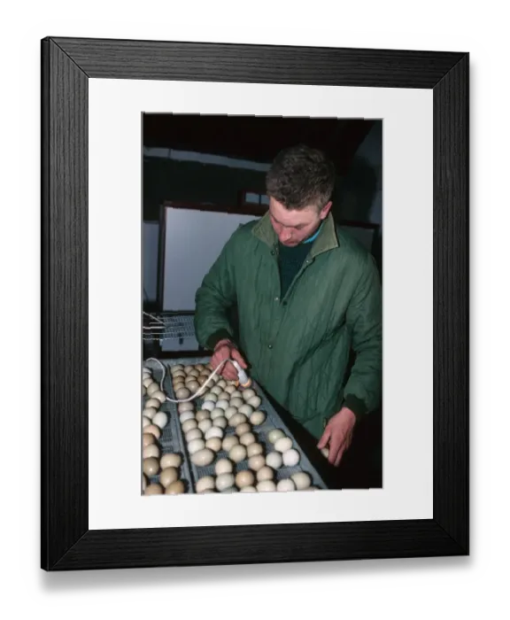 Framed Print : Gamekeeper lamping Common Pheasant (Phasianus colchicus) eggs, to check if fertile before being returned to incubator, England Framed Print : Gamekeeper lamping Common Pheasant (Phasianus colchicus) eggs, to check if fertile before being returned to incubator, England