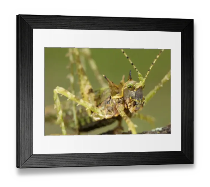 Framed Print : Moss Katydid (Campionica montana) adult, close-up of head, Manu Road, Departemento Cusco, Andes, Peru