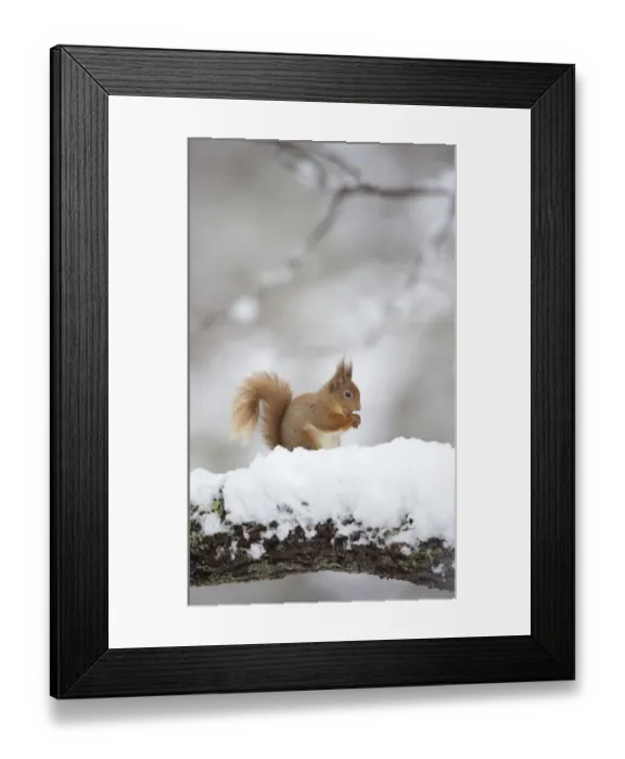 Framed Print : Eurasian Red Squirrel (Sciurus vulgaris) adult, feeding, sitting on branch in deep snow, Cairngorm N. P. Highlands, Scotland, march