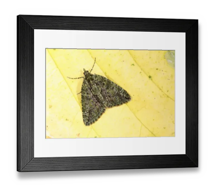 Framed Print : Red-green Carpet Moth (Chloroclysta siterata) adult, resting on autumn leaf, Powys, Wales, october Framed Print : Red-green Carpet Moth (Chloroclysta siterata) adult, resting on autumn leaf, Powys, Wales, october