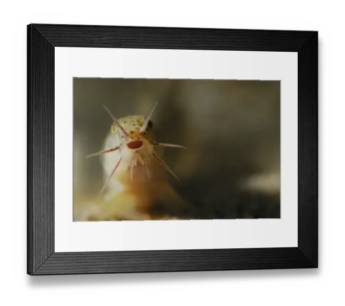 Framed Print : Dojo Loach (Misgurnus anguillicaudatus) introduced species, adult, open mouth and barbels, Italy, september