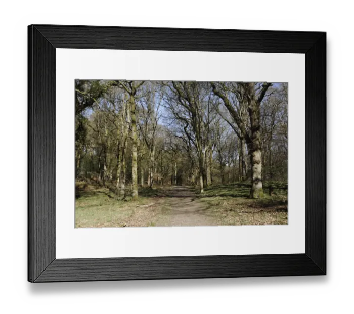 Framed Print : Pathway through deciduous woodland habitat, Nagshead RSPB Reserve, Forest of Dean, Gloucestershire, England, april