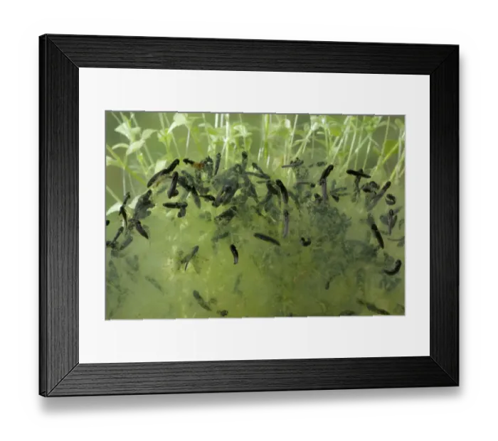 Framed Print : Common Frog (Rana temporaria) spawn, with newly hatched tadpoles, feeding on outside of membrane, England Framed Print : Common Frog (Rana temporaria) spawn, with newly hatched tadpoles, feeding on outside of membrane, England