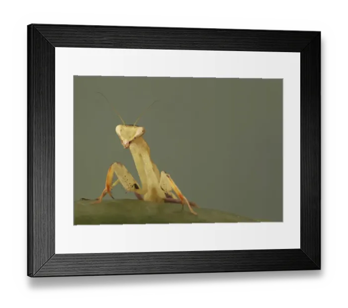 Framed Print : Wide-armed Mantis (Cilnia humeralis) adult, resting on leaf (captive) Framed Print : Wide-armed Mantis (Cilnia humeralis) adult, resting on leaf (captive)