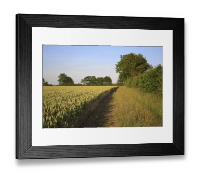 Framed Print : Wheat (Triticum aestivum) JB Diego Winter Wheat, ripening ears in field, headland with footpath and hedgerow, Bacton, Suffolk, England, june