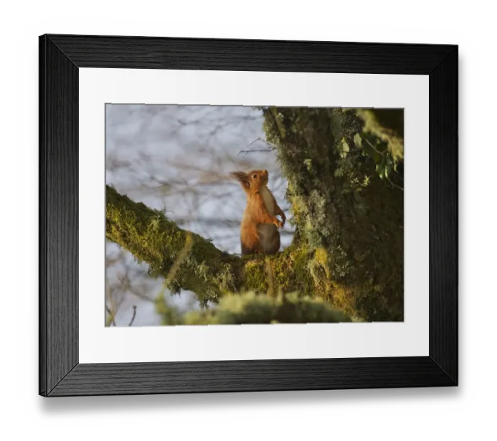 Framed Print : Eurasian Red Squirrel (Sciurus vulgaris) adult, sitting on moss and lichen covered branch, New Abbey, Dumfries and Galloway, Scotland, march Framed Print : Eurasian Red Squirrel (Sciurus vulgaris) adult, sitting on moss and lichen covered branch, New Abbey, Dumfries and Galloway, Scotland, march