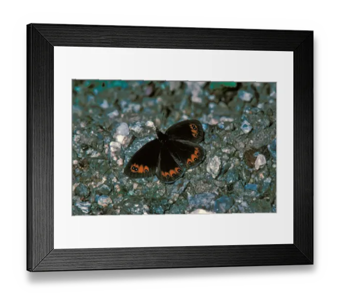 Framed Print : Piedmont Ringlet (Erebia meolans) Male  /  upper wing