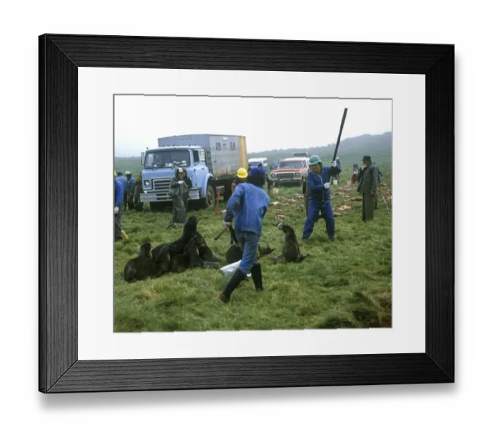 Framed Print : Aleut men with clubs, killing Northern Fur Seals (Callorhinus ursinus) as part of subsistence hunt, St. Paul Island, Pribilof Islands, Alaska, U. S. A Framed Print : Aleut men with clubs, killing Northern Fur Seals (Callorhinus ursinus) as part of subsistence hunt, St. Paul Island, Pribilof Islands, Alaska, U. S. A