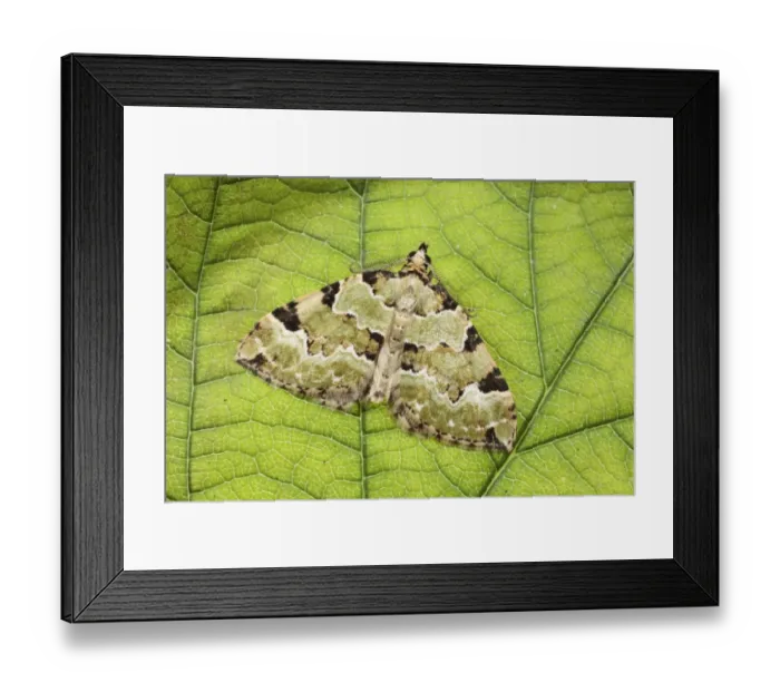 Framed Print : Green Carpet (Colostygia pectinataria) adult, resting on leaf, Powys, Wales, july Framed Print : Green Carpet (Colostygia pectinataria) adult, resting on leaf, Powys, Wales, july
