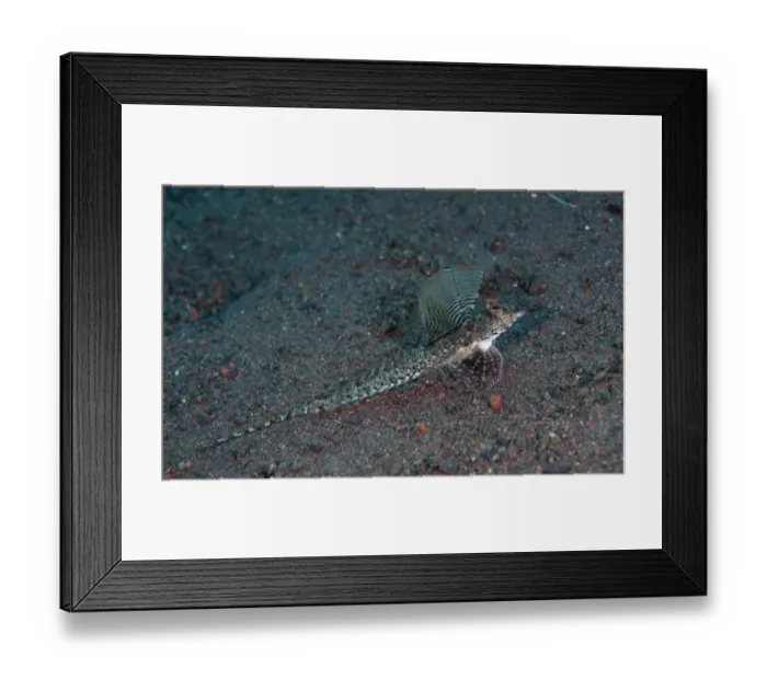 Framed Print : Long-tail Dragonet (Calliurichthys neptunius) adult, resting on sand, Seraya Beach Resort, Bali, Lesser Sunda Islands, Indonesia Framed Print : Long-tail Dragonet (Calliurichthys neptunius) adult, resting on sand, Seraya Beach Resort, Bali, Lesser Sunda Islands, Indonesia