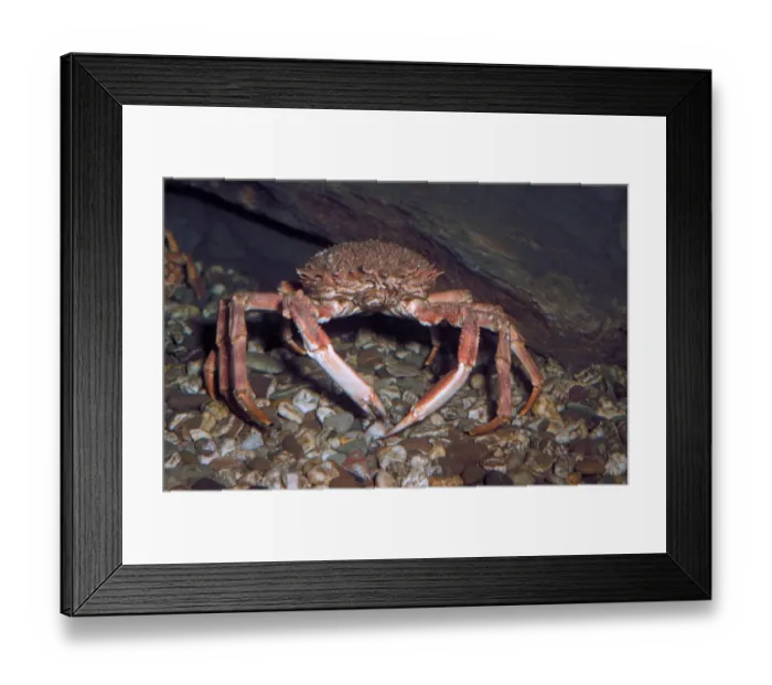 Framed Print : Crab - Spider Spiny (Maia squinado) close-up of male Plymouth