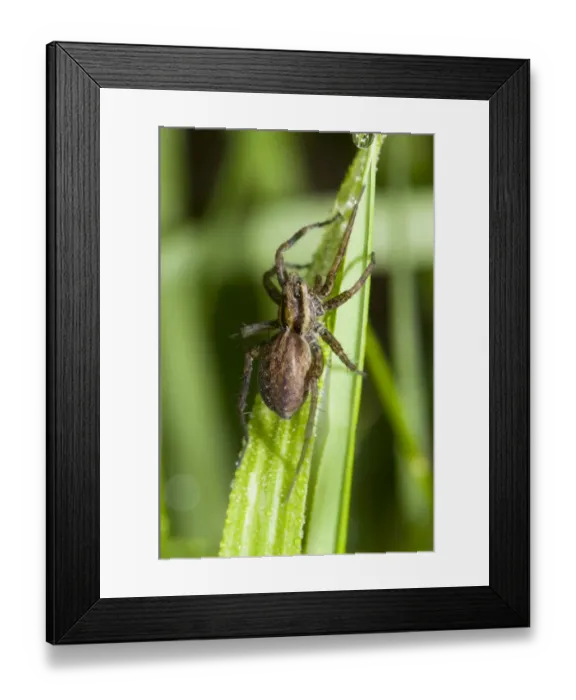 Framed Print : Field Wolfspider (Pardosa agrestis) adult, resting in long grass, waiting to ambush prey, Crossness Nature Reserve, Bexley, Kent, England, may Framed Print : Field Wolfspider (Pardosa agrestis) adult, resting in long grass, waiting to ambush prey, Crossness Nature Reserve, Bexley, Kent, England, may