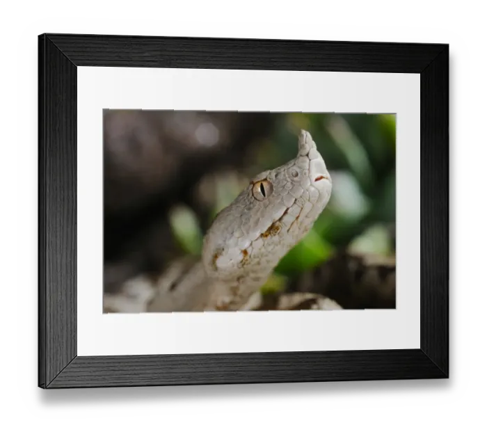 Framed Print : Nose-horned Viper (Vipera ammodytes) adult, close-up of head, Italy, august Framed Print : Nose-horned Viper (Vipera ammodytes) adult, close-up of head, Italy, august