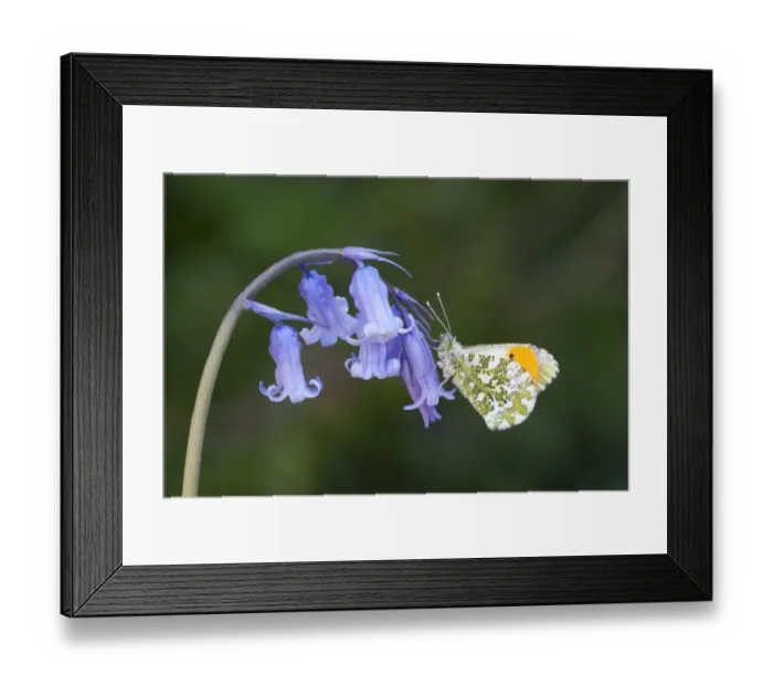 Framed Print : Orange-tip Butterfly (Anthocharis cardamines) adult male, resting on Bluebell (Hyacinthoides non-scripta) flowers in garden, England, april Framed Print : Orange-tip Butterfly (Anthocharis cardamines) adult male, resting on Bluebell (Hyacinthoides non-scripta) flowers in garden, England, april