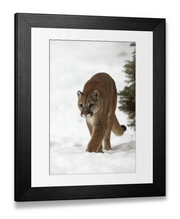 Framed Print : Puma (Felis concolor) adult, walking in snow, Montana, U. S. A. winter (captive) Framed Print : Puma (Felis concolor) adult, walking in snow, Montana, U. S. A. winter (captive)