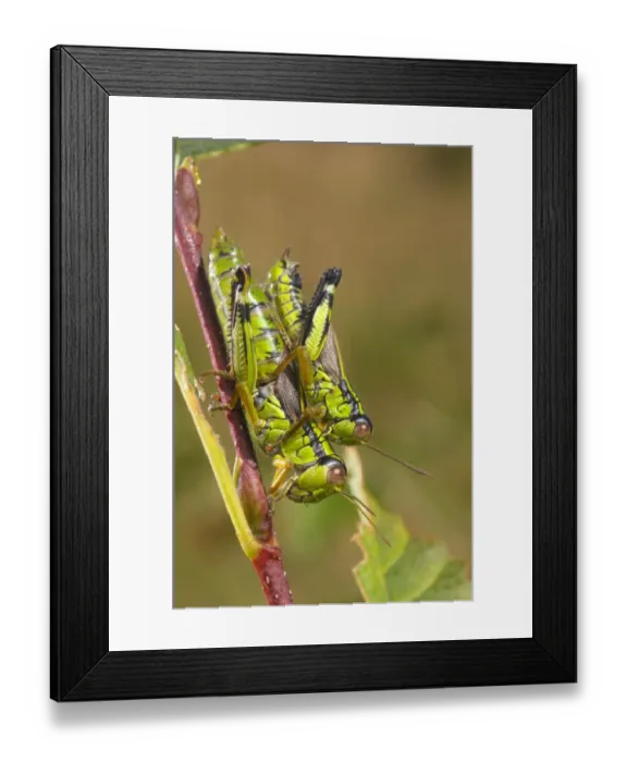 Framed Print : Green Mountain Grasshopper (Miramella alpina) adult pair, mating, Val Sessera, Aosta Valley, Italian Alps, Italy, august Framed Print : Green Mountain Grasshopper (Miramella alpina) adult pair, mating, Val Sessera, Aosta Valley, Italian Alps, Italy, august