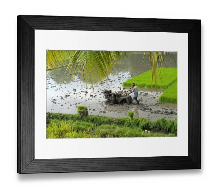 Framed Print : Rice (Oryza sativa) crop, man tilling paddyfield with machine, in paddyfield with seedlings, Madurai, Tamil Nadu, India Framed Print : Rice (Oryza sativa) crop, man tilling paddyfield with machine, in paddyfield with seedlings, Madurai, Tamil Nadu, India