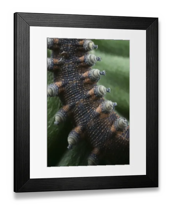 Framed Print : New Zealand Velvet-worm (Peripatoides novaezealandiae) adult, ventral view of legs, New Zealand Framed Print : New Zealand Velvet-worm (Peripatoides novaezealandiae) adult, ventral view of legs, New Zealand