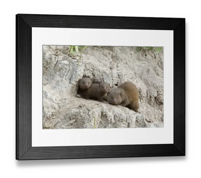 Framed Print : Southern Dwarf Mongoose (Helogale parvula) adults with young, at den entrance in termite mound, Okavango Delta, Botswana Framed Print : Southern Dwarf Mongoose (Helogale parvula) adults with young, at den entrance in termite mound, Okavango Delta, Botswana