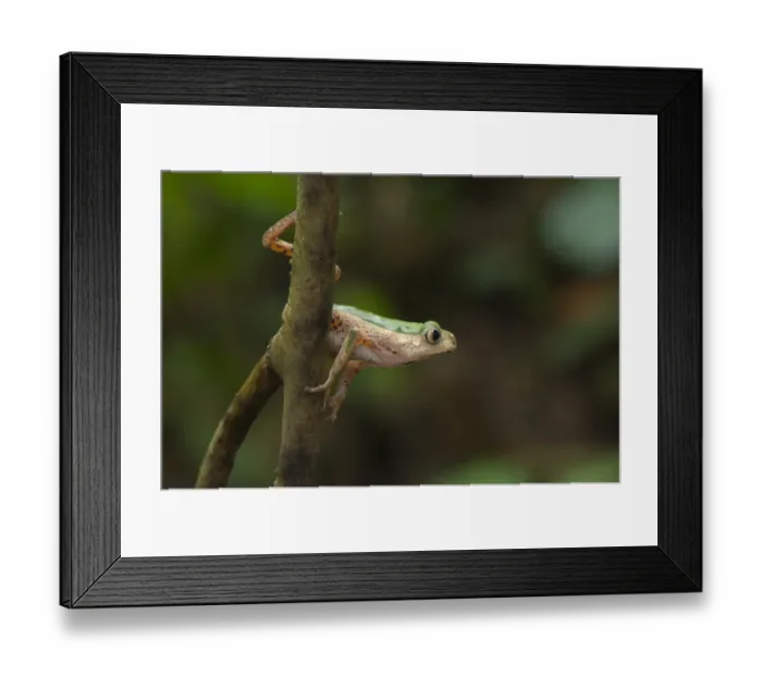 Framed Print : Jaguar Leaf Frog (Phyllomedusa palliata) adult, about to leap from branch, Los Amigos Biological Station, Madre de Dios, Amazonia, Peru Framed Print : Jaguar Leaf Frog (Phyllomedusa palliata) adult, about to leap from branch, Los Amigos Biological Station, Madre de Dios, Amazonia, Peru