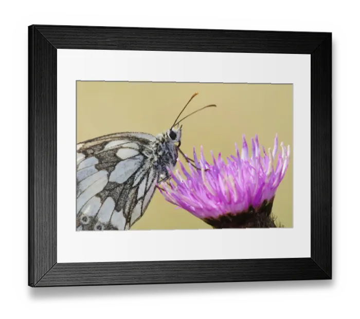 Framed Print : Marbled White (Melanargia galathea) adult, resting on flower, Hadleigh Country Park, Essex, England, july Framed Print : Marbled White (Melanargia galathea) adult, resting on flower, Hadleigh Country Park, Essex, England, july