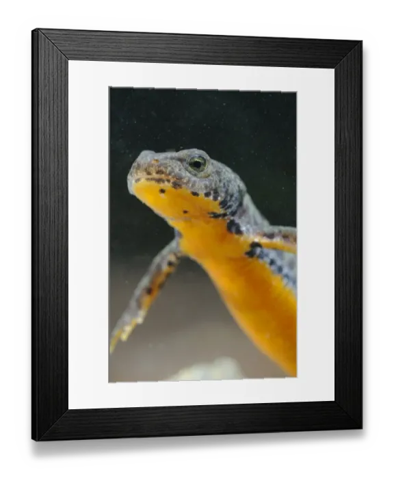Framed Print : Alpine Newt (Mesotriton alpestris) adult, close-up of head, underwater, Italy, july Framed Print : Alpine Newt (Mesotriton alpestris) adult, close-up of head, underwater, Italy, july