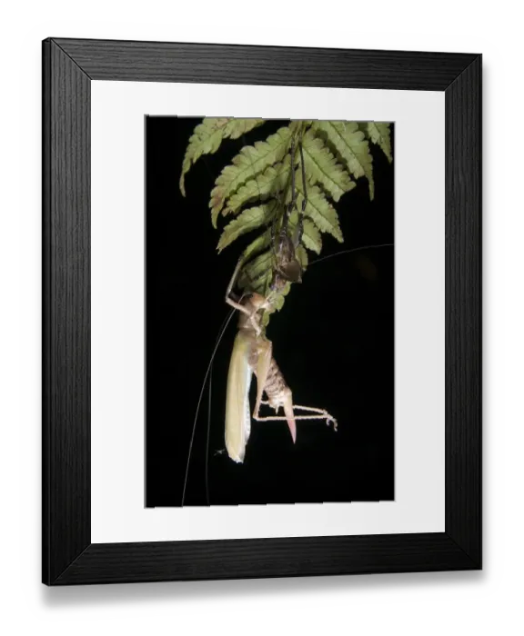 Framed Print : Katydid (Tettigoniidae sp. ) adult, moulting skin, hanging from leaf at night, Los Amigos Biological Station, Madre de Dios, Amazonia, Peru