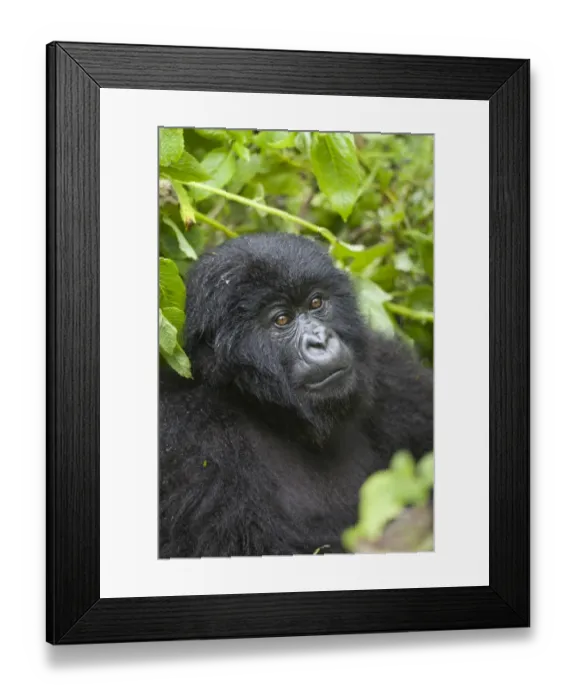Framed Print : Mountain Gorilla (Gorilla beringei beringei) young, close-up of head and shoulders, sitting in vegetation, Volcanoes N. P. Virunga Mountains, Rwanda Framed Print : Mountain Gorilla (Gorilla beringei beringei) young, close-up of head and shoulders, sitting in vegetation, Volcanoes N. P. Virunga Mountains, Rwanda