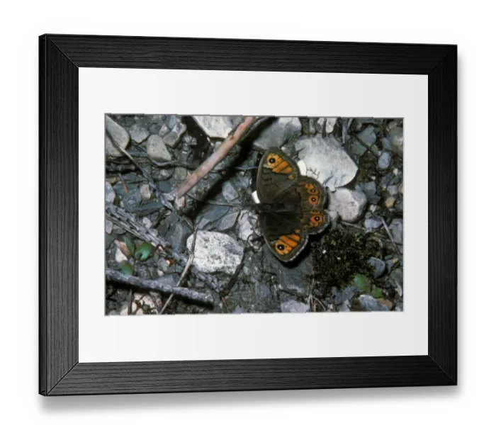 Framed Print : Northern Wall Brown (Lasiommata petropolitana) Female / upper wing Framed Print : Northern Wall Brown (Lasiommata petropolitana) Female / upper wing