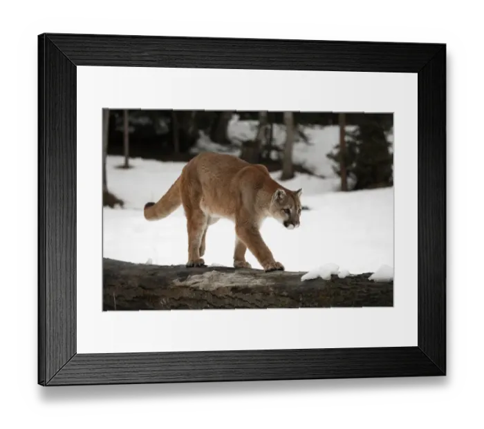 Framed Print : Puma (Felis concolor) adult, walking on log in snow, Montana, U. S. A. winter (captive)