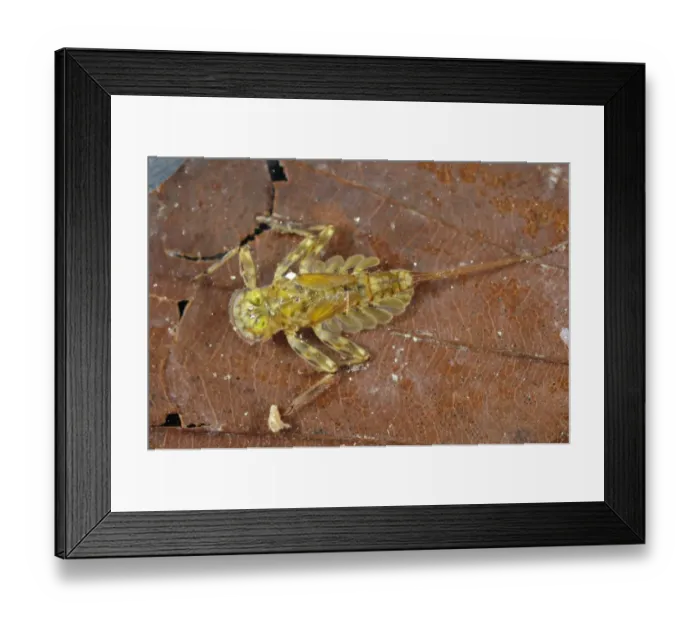 Framed Print : Mayfly (Epeorus sp. ) nymph, on fallen leaf in water, Italy Framed Print : Mayfly (Epeorus sp. ) nymph, on fallen leaf in water, Italy
