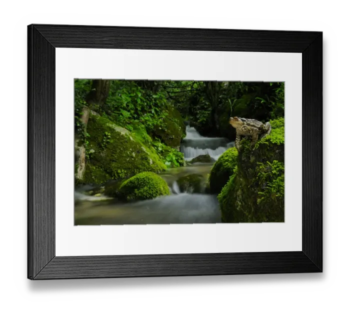 Framed Print : Common Toad (Bufo bufo) adult, sitting on moss covered rock beside woodland stream habitat, Italy, june