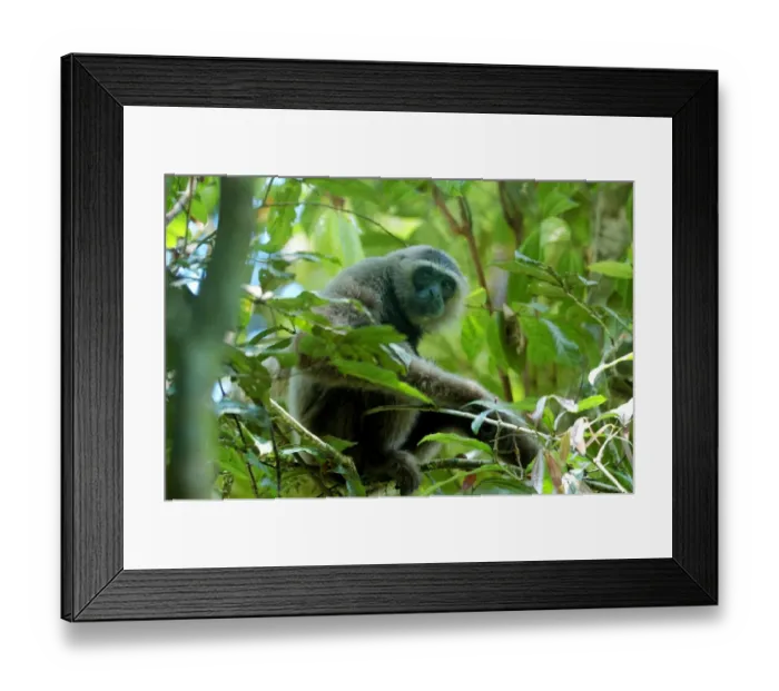 Framed Print : Muller's Bornean Gibbon (Hylobates muelleri) adult, sitting on branch in primary rainforest, Danum Valley, Sabah, Borneo, Malaysia, april Framed Print : Muller's Bornean Gibbon (Hylobates muelleri) adult, sitting on branch in primary rainforest, Danum Valley, Sabah, Borneo, Malaysia, april