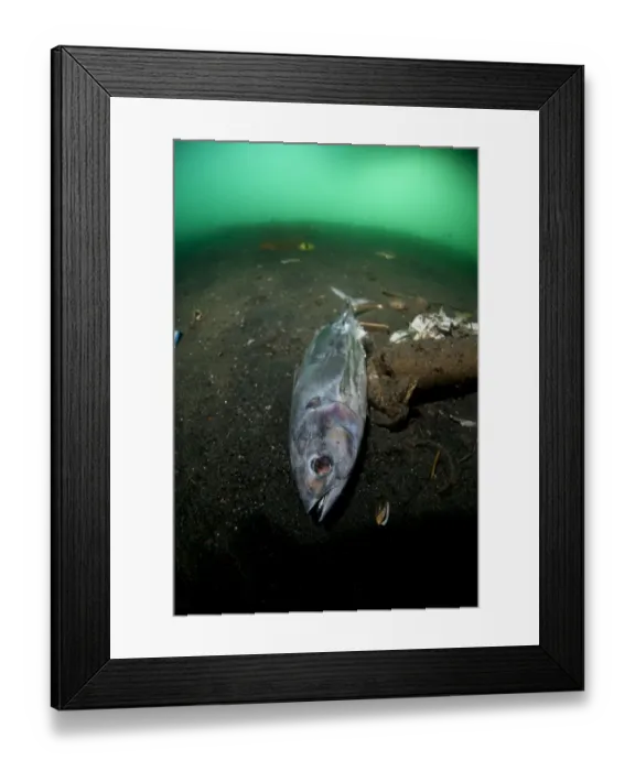 Framed Print : Dead and decaying fish from fishing boats and rubbish on seabed, Ambon Island, Maluku Islands, Banda Sea, Indonesia Framed Print : Dead and decaying fish from fishing boats and rubbish on seabed, Ambon Island, Maluku Islands, Banda Sea, Indonesia