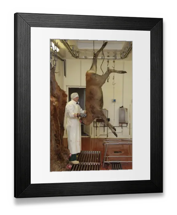 Framed Print : Deer farming, butchering Red Deer (Cervus elaphus) carcass in abattoir, England, january