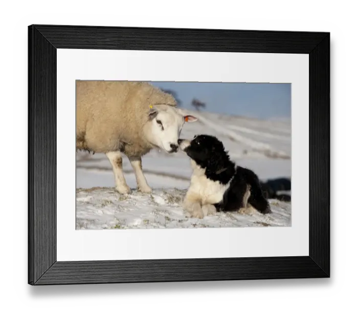 Framed Print : Domestic Dog, Border Collie sheepdog, adult, nose to nose with Texel ram in snow, England, december Framed Print : Domestic Dog, Border Collie sheepdog, adult, nose to nose with Texel ram in snow, England, december