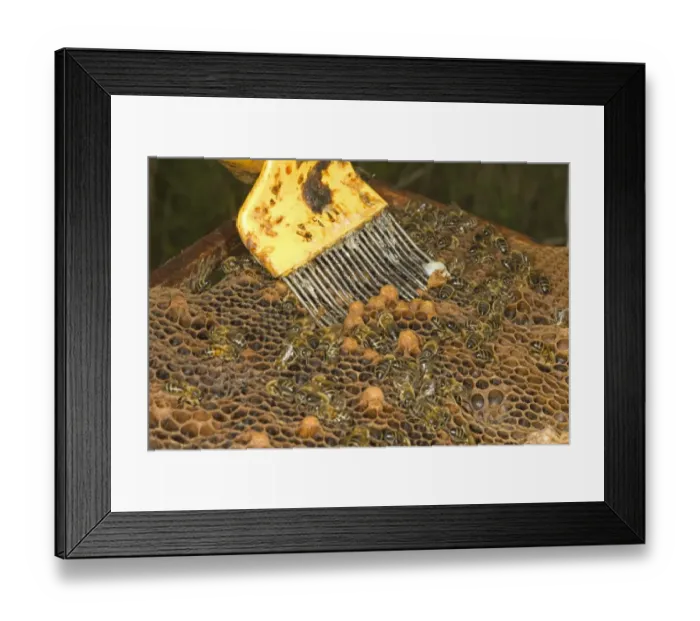 Framed Print : Bee keeping, beekeeper removing unwanted cells from frame, Norfolk, England, july Framed Print : Bee keeping, beekeeper removing unwanted cells from frame, Norfolk, England, july